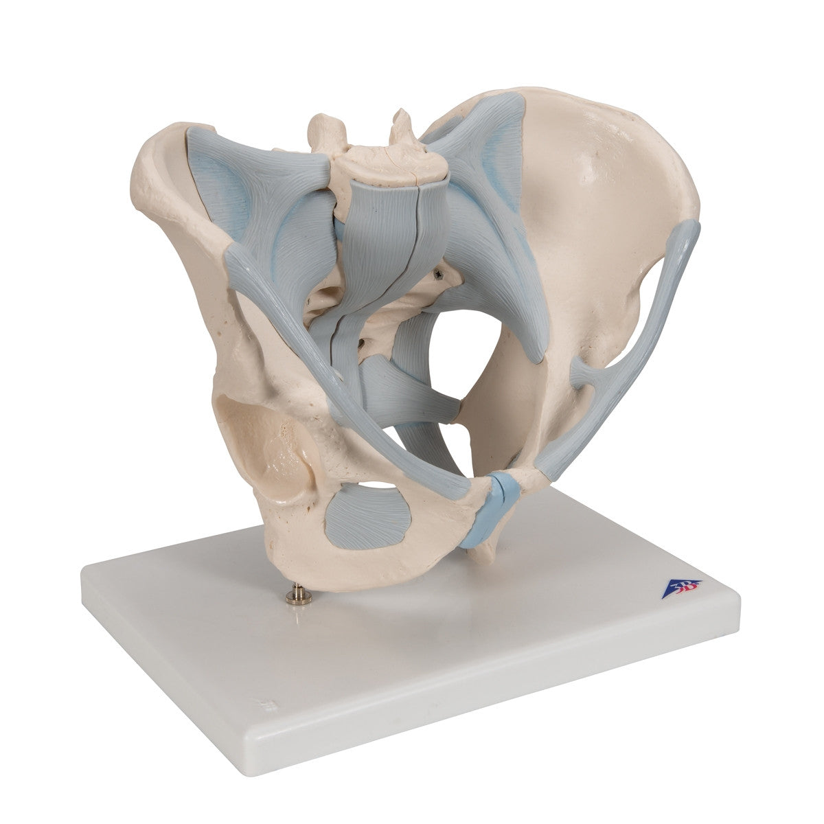 Male Pelvis Model with Ligaments (2 part)