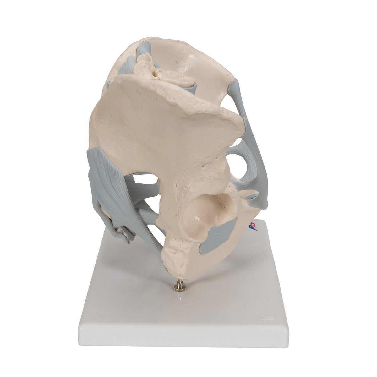 Male Pelvis Model with Ligaments (2 part)