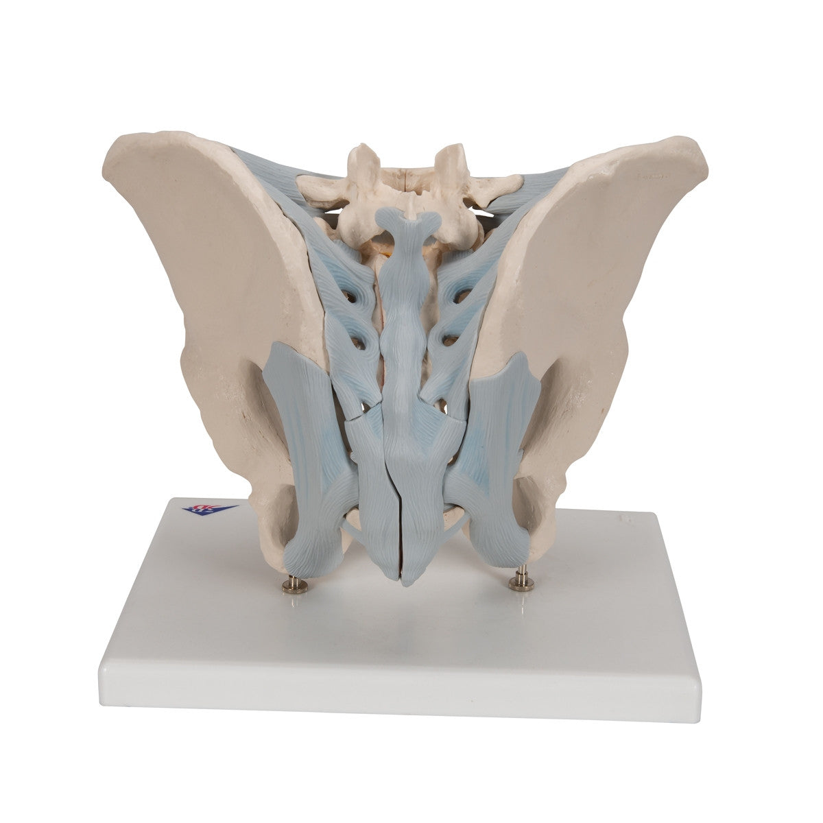 Male Pelvis Model with Ligaments (2 part)