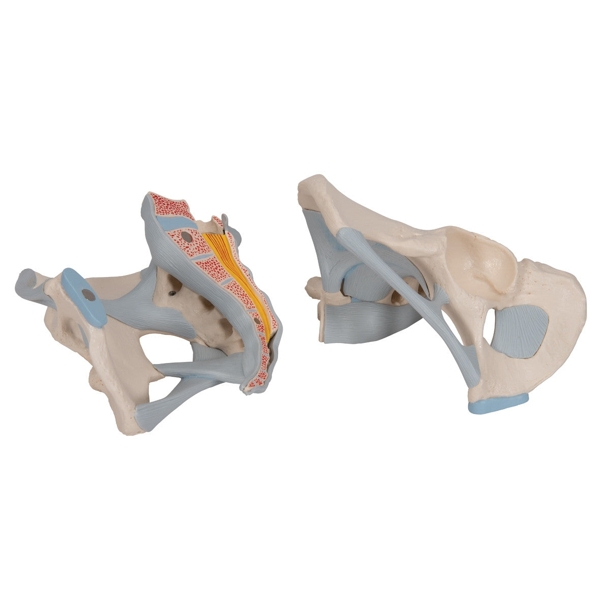 Male Pelvis Model with Ligaments (2 part)