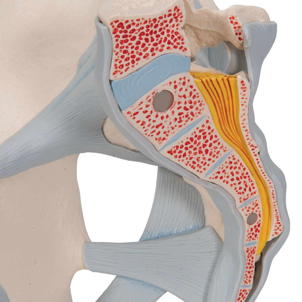 Male Pelvis Model with Ligaments (2 part)