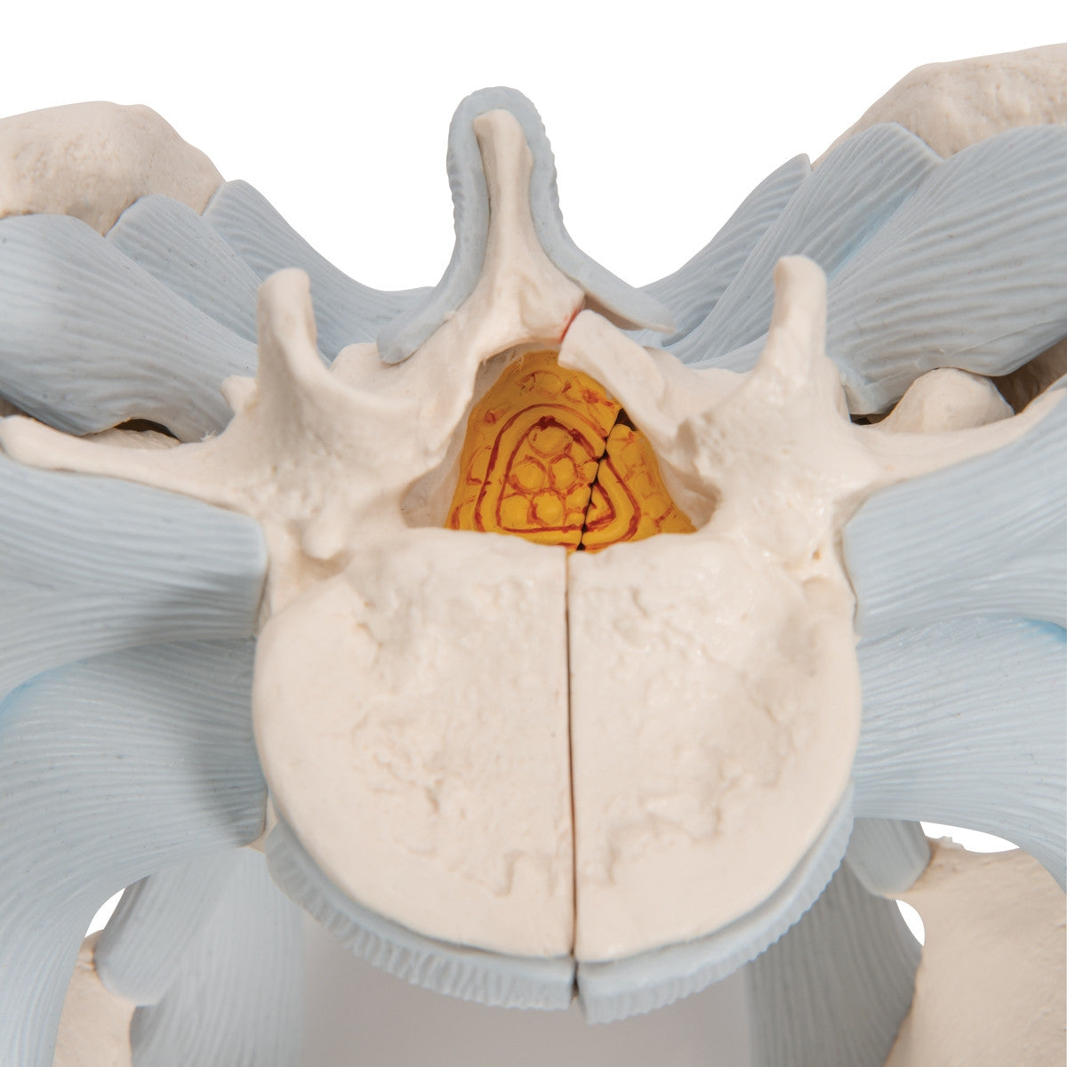 Male Pelvis Model with Ligaments (2 part)