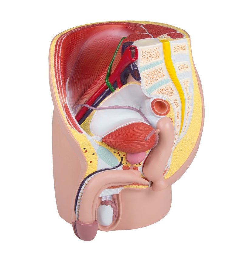 Male Pelvis Section Model (4 part) H211