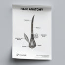 Switch Hair Anatomy Poster PDF 2 image
