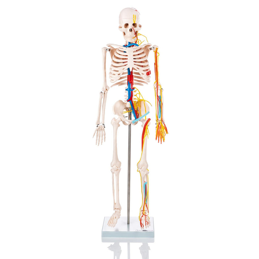 Half Size Skeleton Model with Nerves and Blood Vessels XC-102B