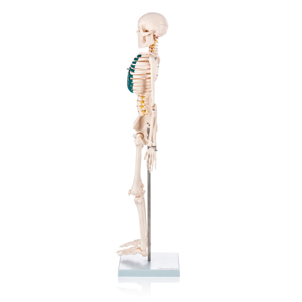 Budget Half Size Skeleton Model with Spinal Nerves