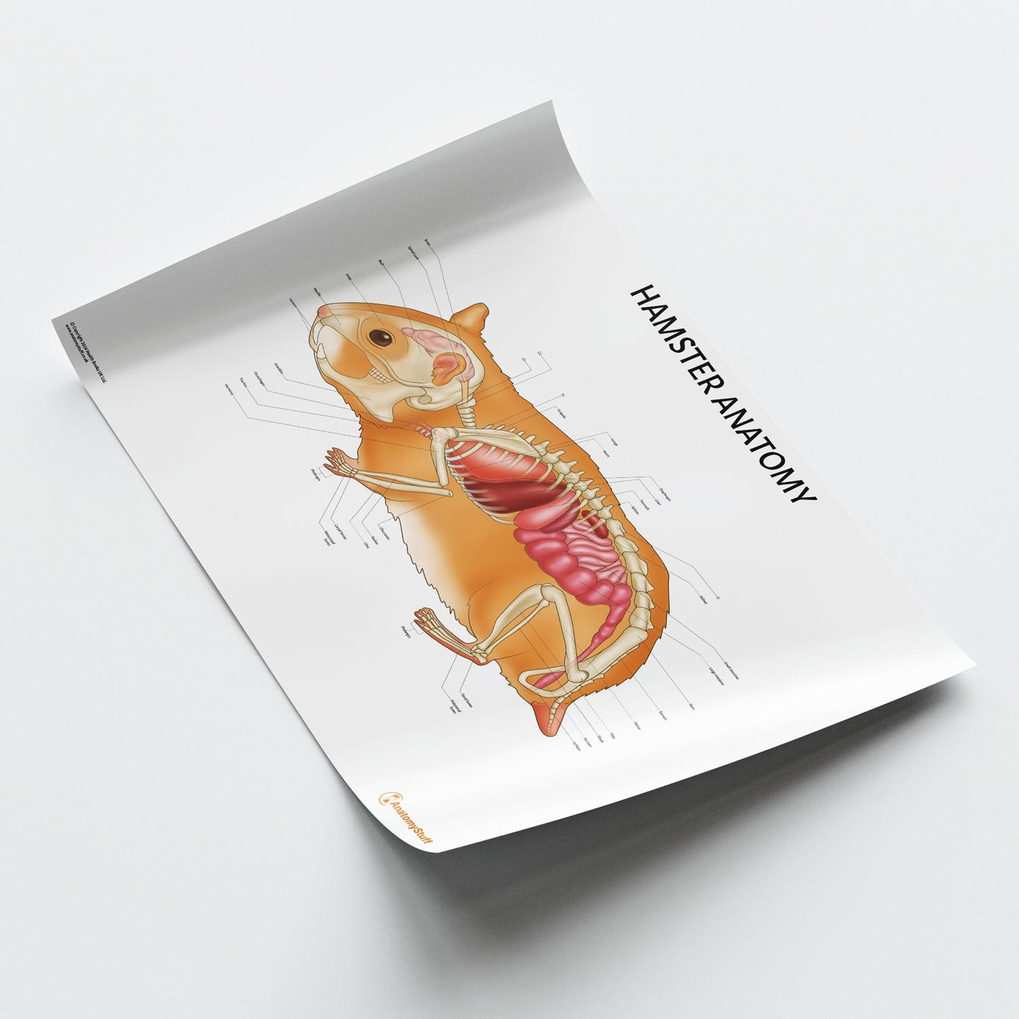Hamster Anatomy Chart / Poster