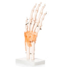 Switch Anatomically Accurate Budget Hand and Wrist Model 2 image