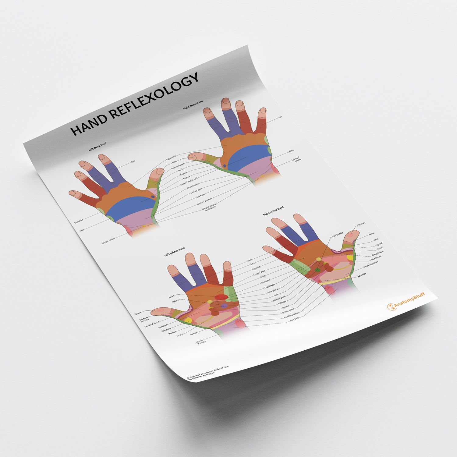 Hand Reflexology Chart / Poster
