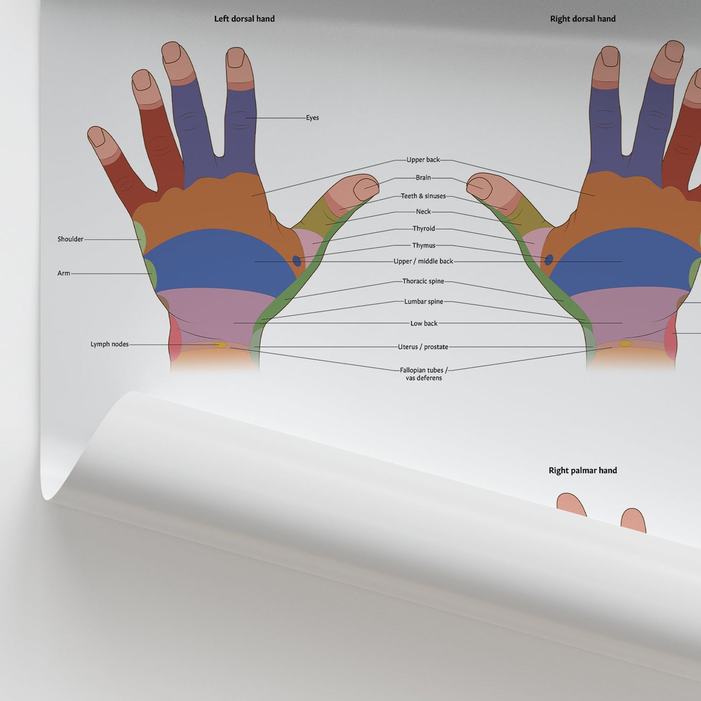 Hand Reflexology Chart / Poster - Part of Collection