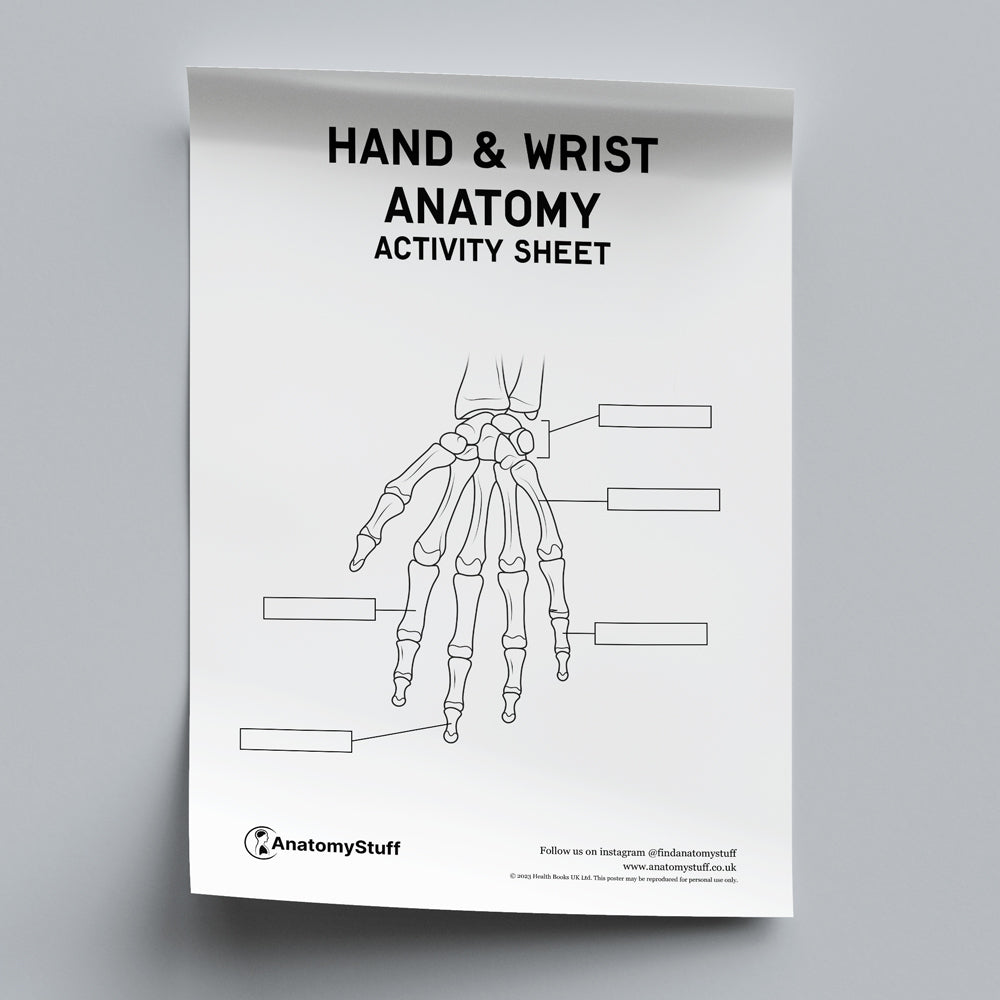 Hand & Wrist Anatomy Activity Sheet | Anatomy PDF Download – AnatomyStuff
