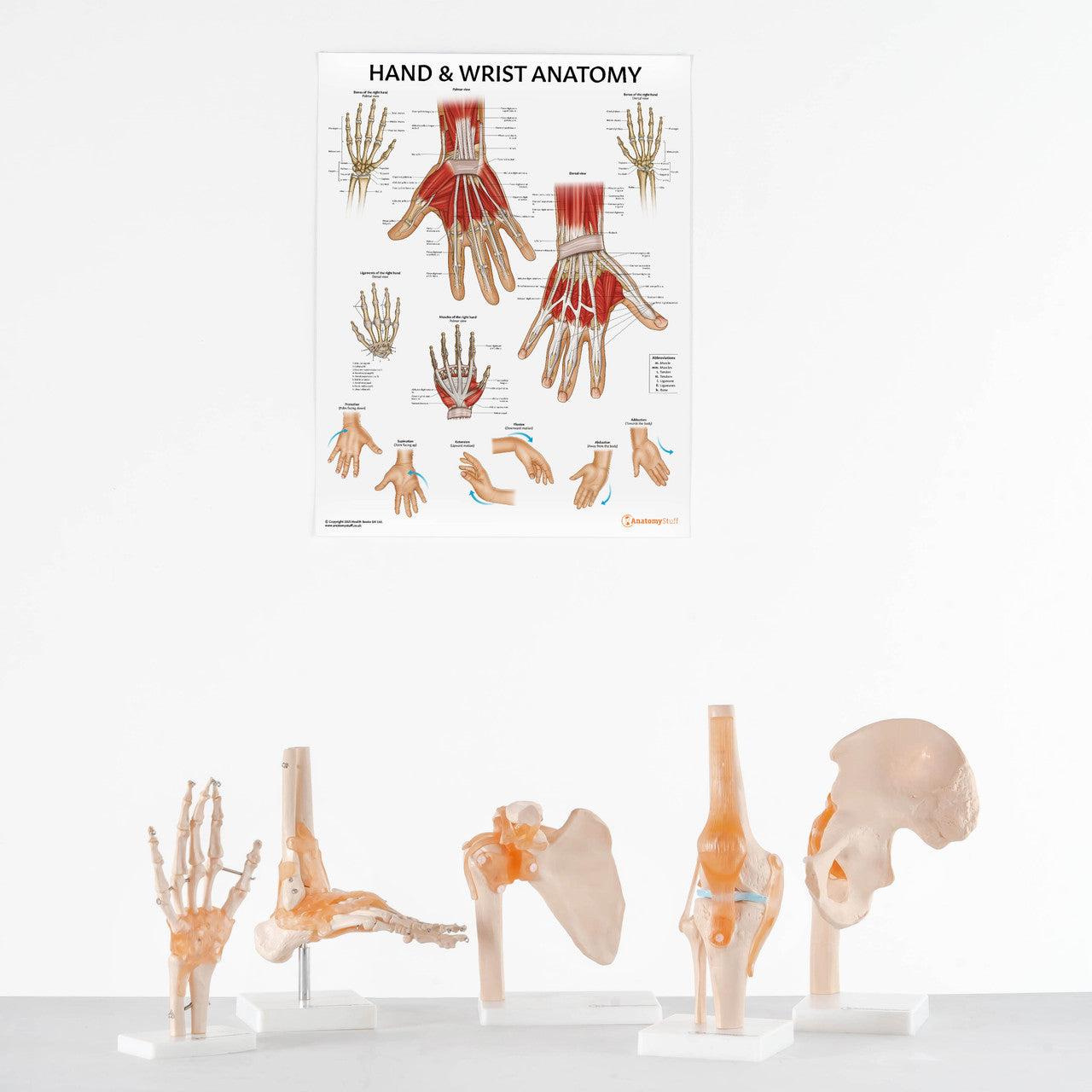 Hand & Wrist Anatomy Chart / Poster - Part of Collection