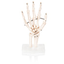 Switch Anterior Budget Hand and Wrist Joint Model 2 image