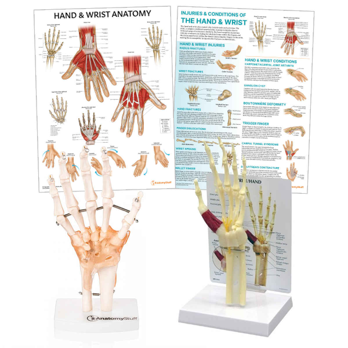 Hand And Wrist Anatomical Chart Anatomy Models And Anatomical Charts
