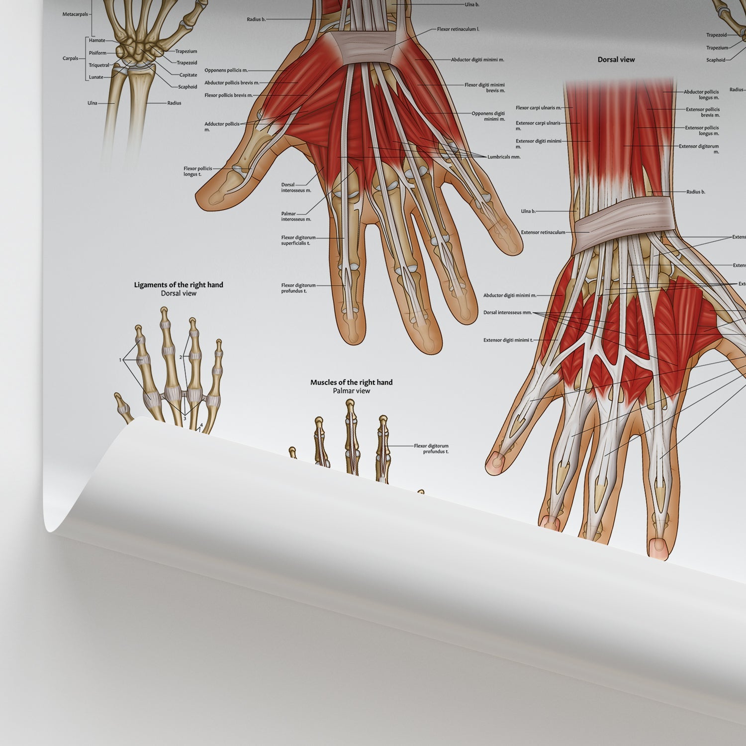 Hand & Wrist Anatomy Chart / Poster - Part of Collection