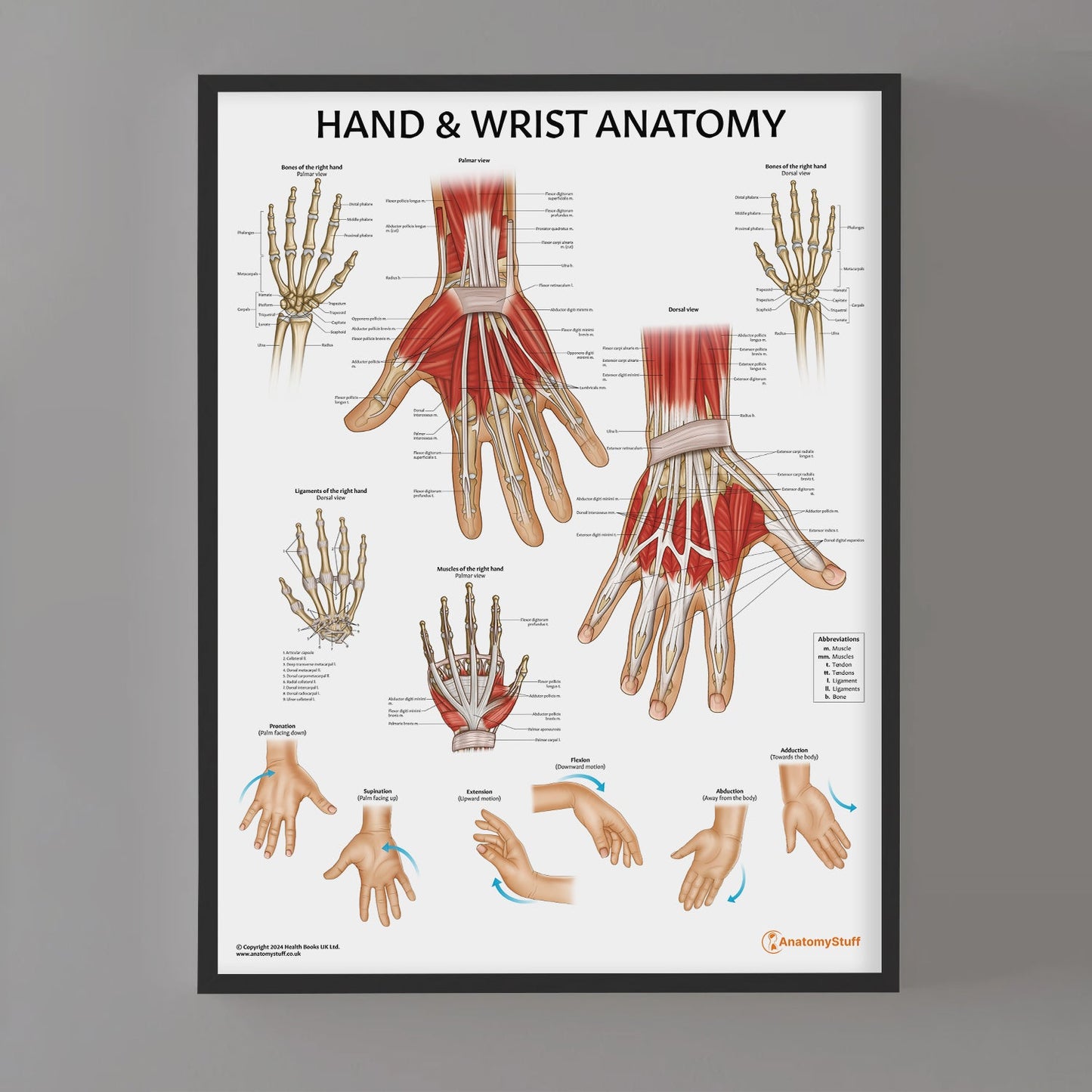 Hand & Wrist Anatomy Chart / Poster - Part of Collection