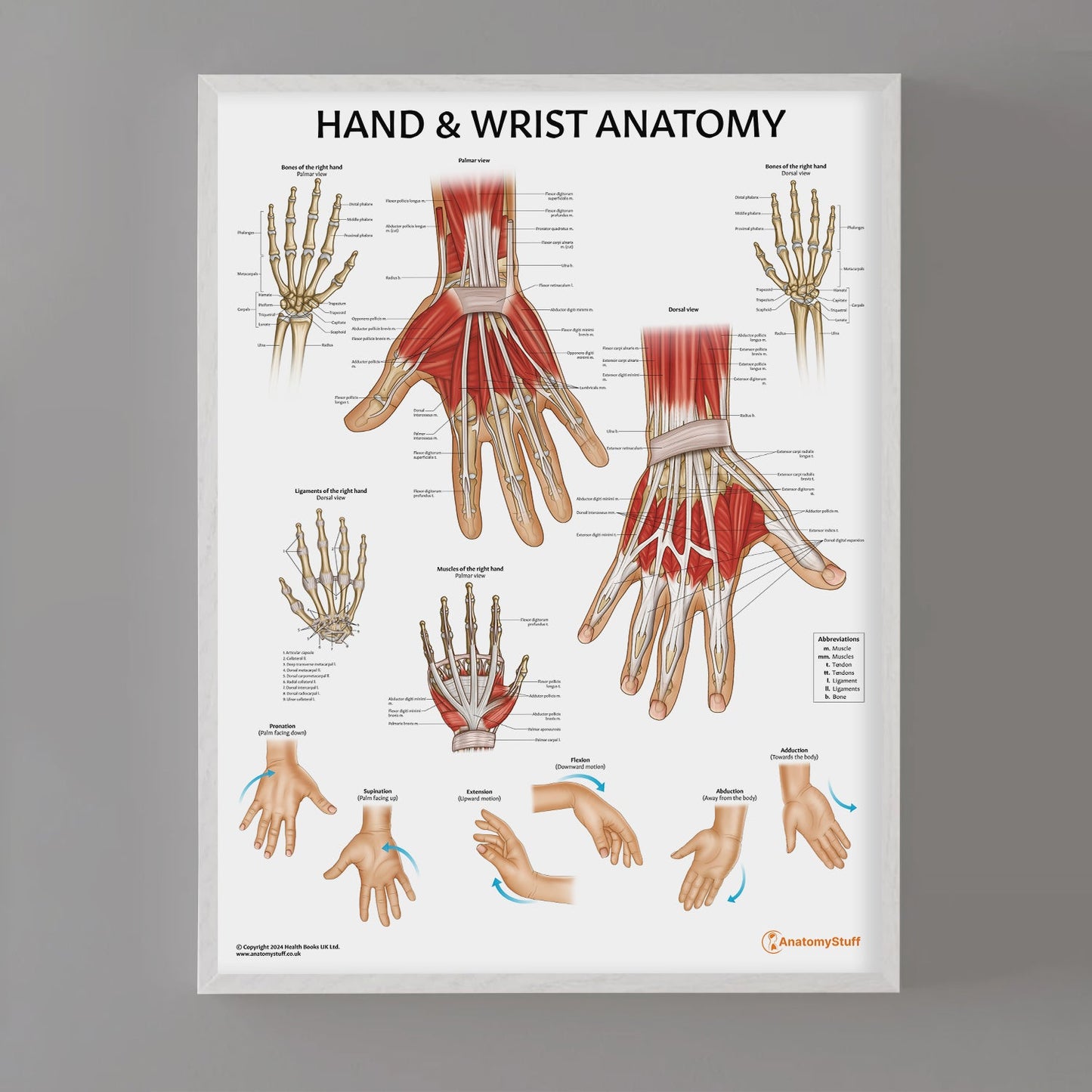 Hand & Wrist Anatomy Chart / Poster - Part of Collection