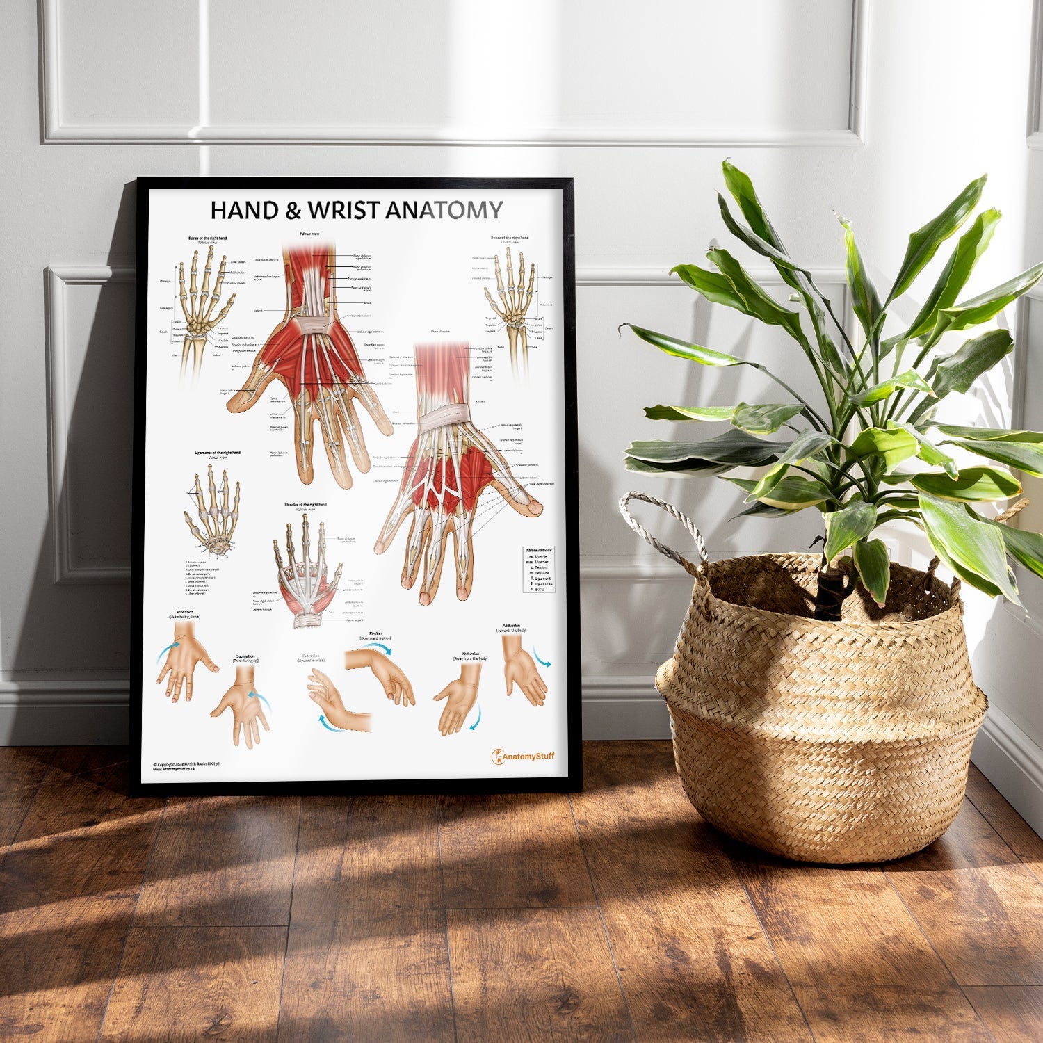Hand & Wrist Anatomy Chart / Poster - Part of Collection