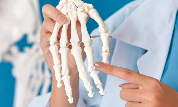 Bones of the Hand & Wrist