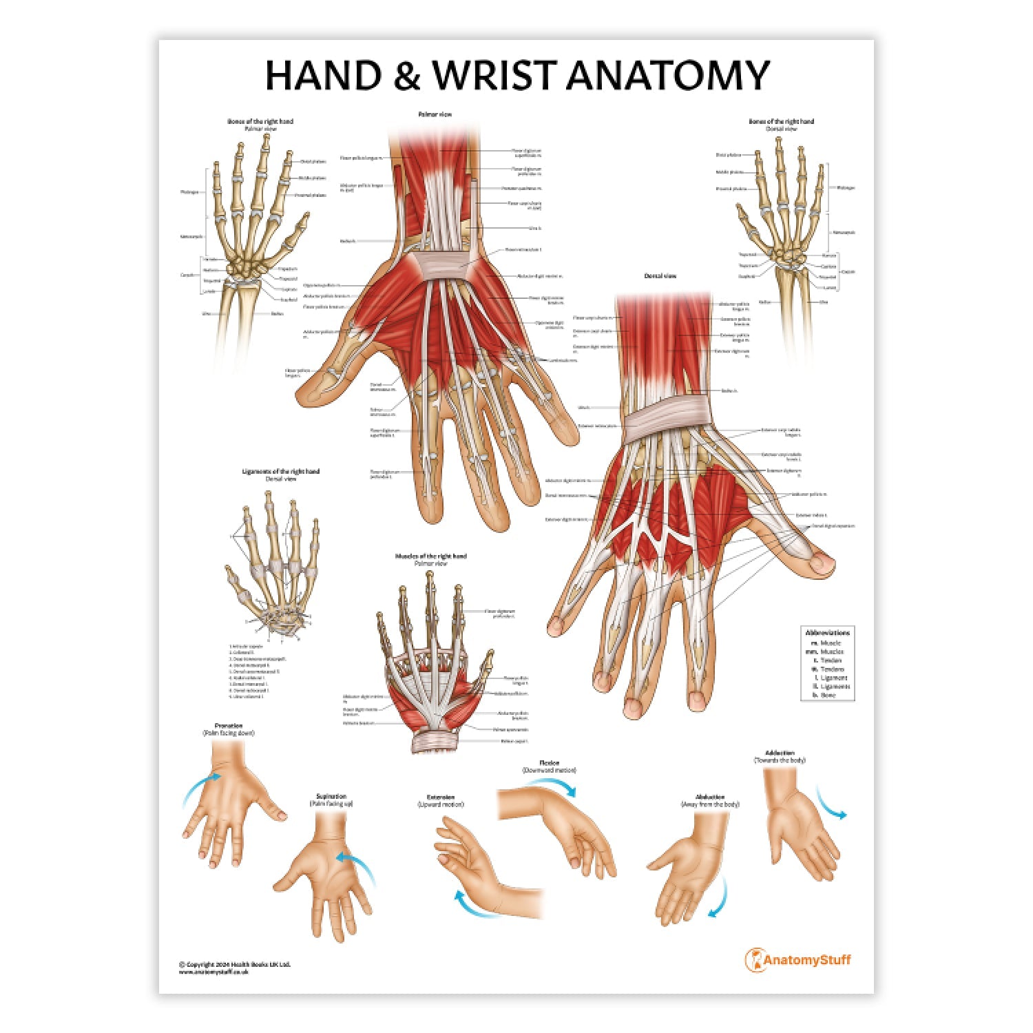 Hand & Wrist Anatomy Chart / Poster - Part of Collection