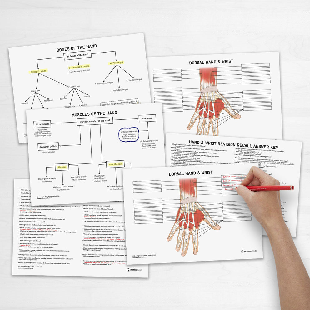 Hand & Wrist Anatomy Revision Worksheets (Interactive & Printable PDFs ...