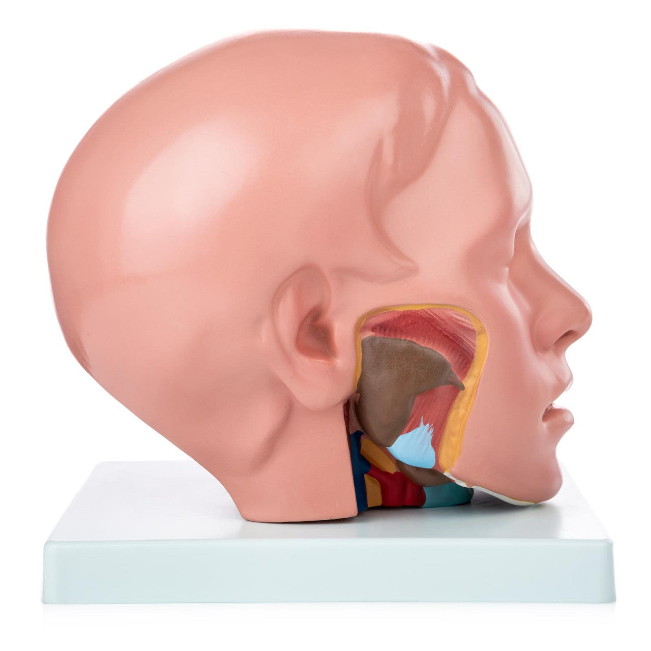 Budget Head Model with Brain (10 parts)