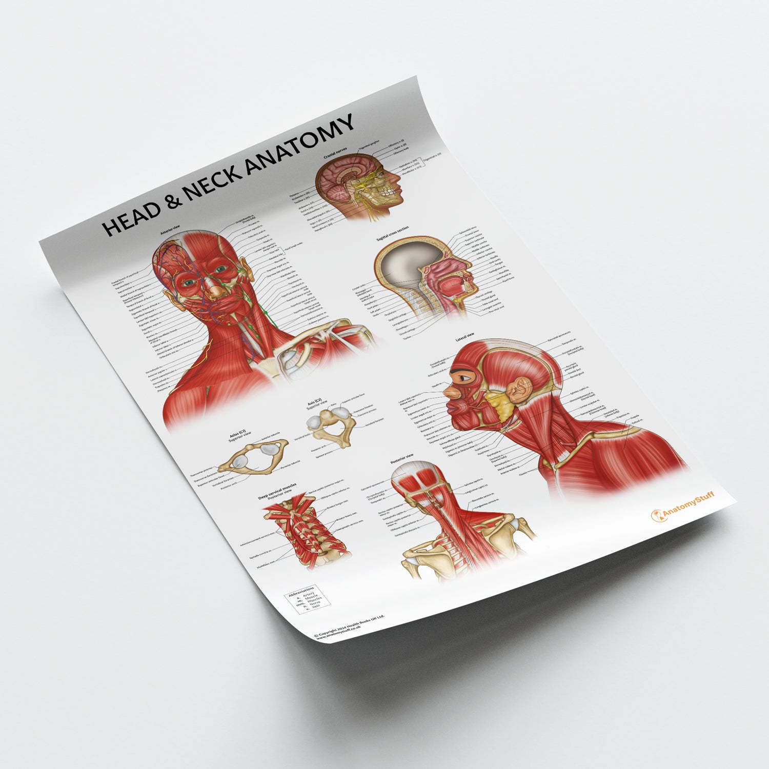 Head & Neck Anatomy Chart / Poster
