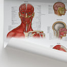 Switch Head &amp; Neck Anatomy Chart / Poster 2 image