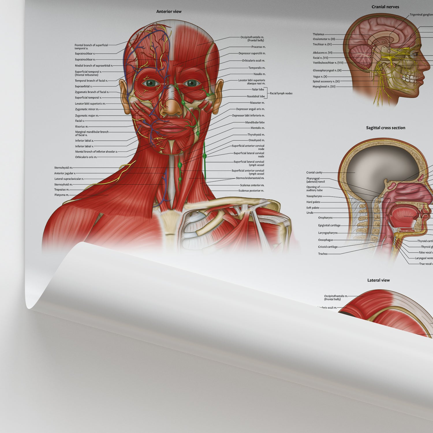 Head & Neck Anatomy Chart / Poster