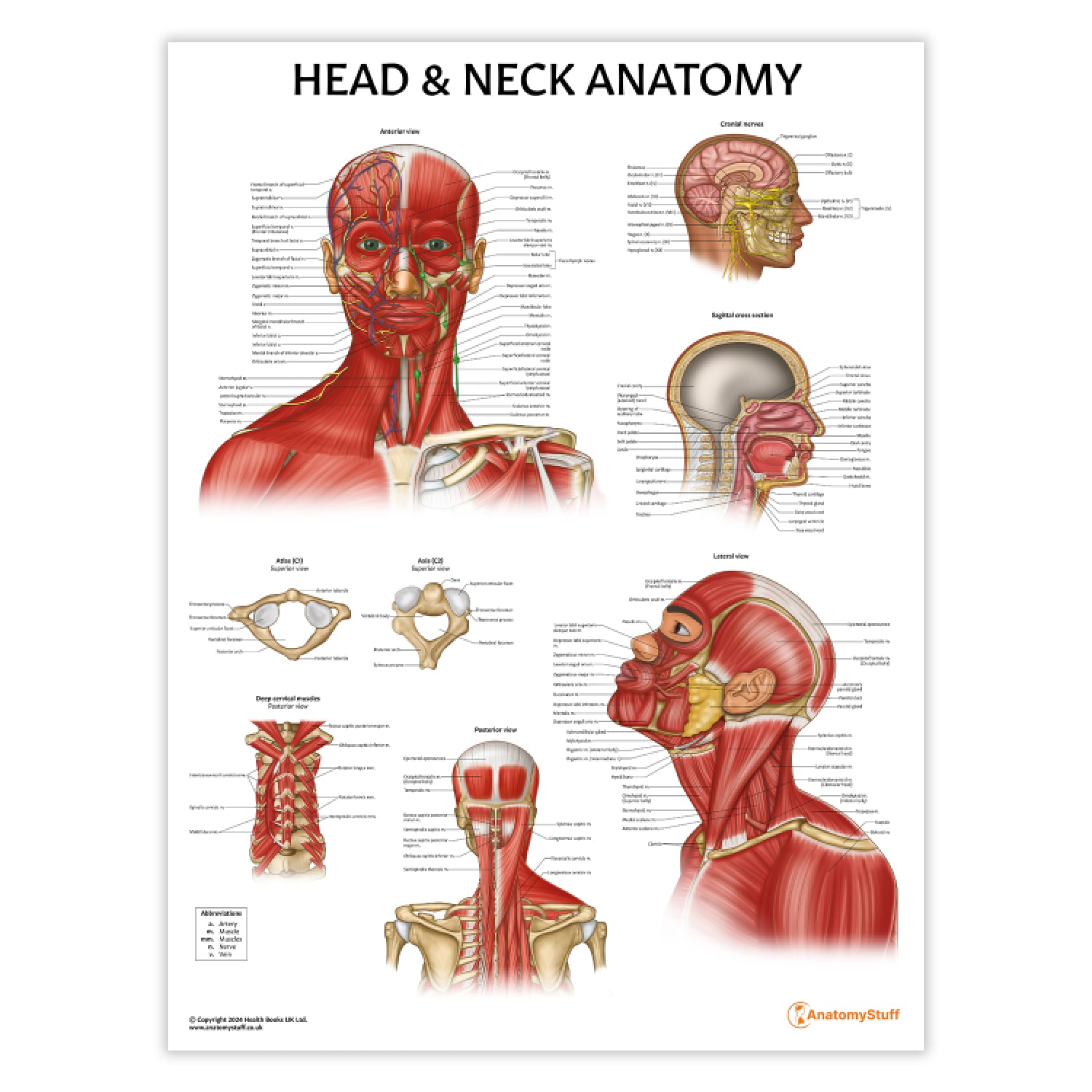 Head & Neck Anatomy Chart / Poster