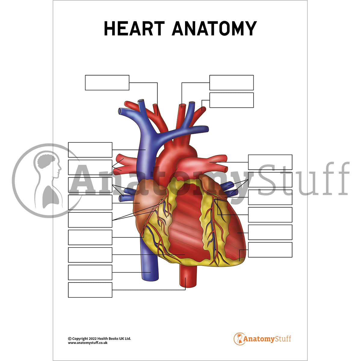 Heart Anatomy Poster / Worksheet (Interactive & Printable PDF)