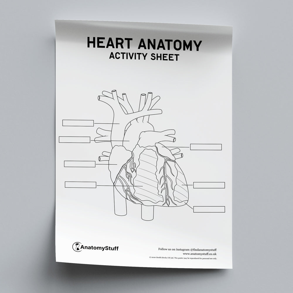 Heart Labeling Worksheet Simple Diagram Of A Heart Activity Pack