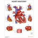 Switch Heart Anatomy chart 2 image