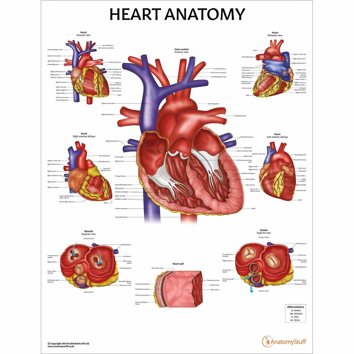Heart Anatomy & Pathology Collection