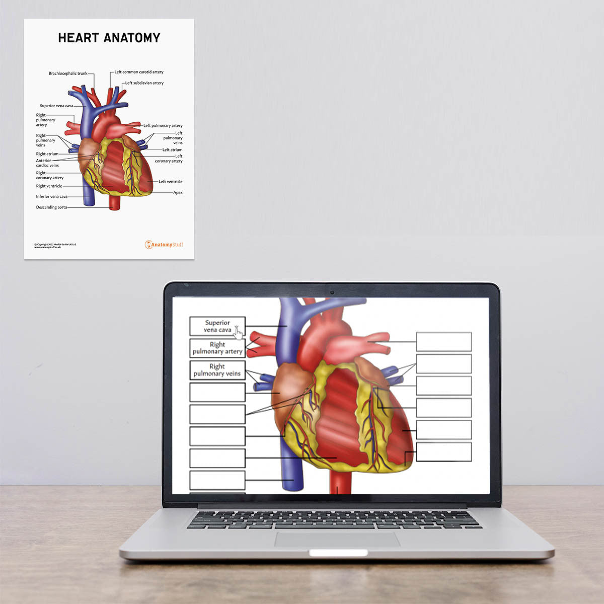 Heart Anatomy Poster / Worksheet (Interactive & Printable PDF)