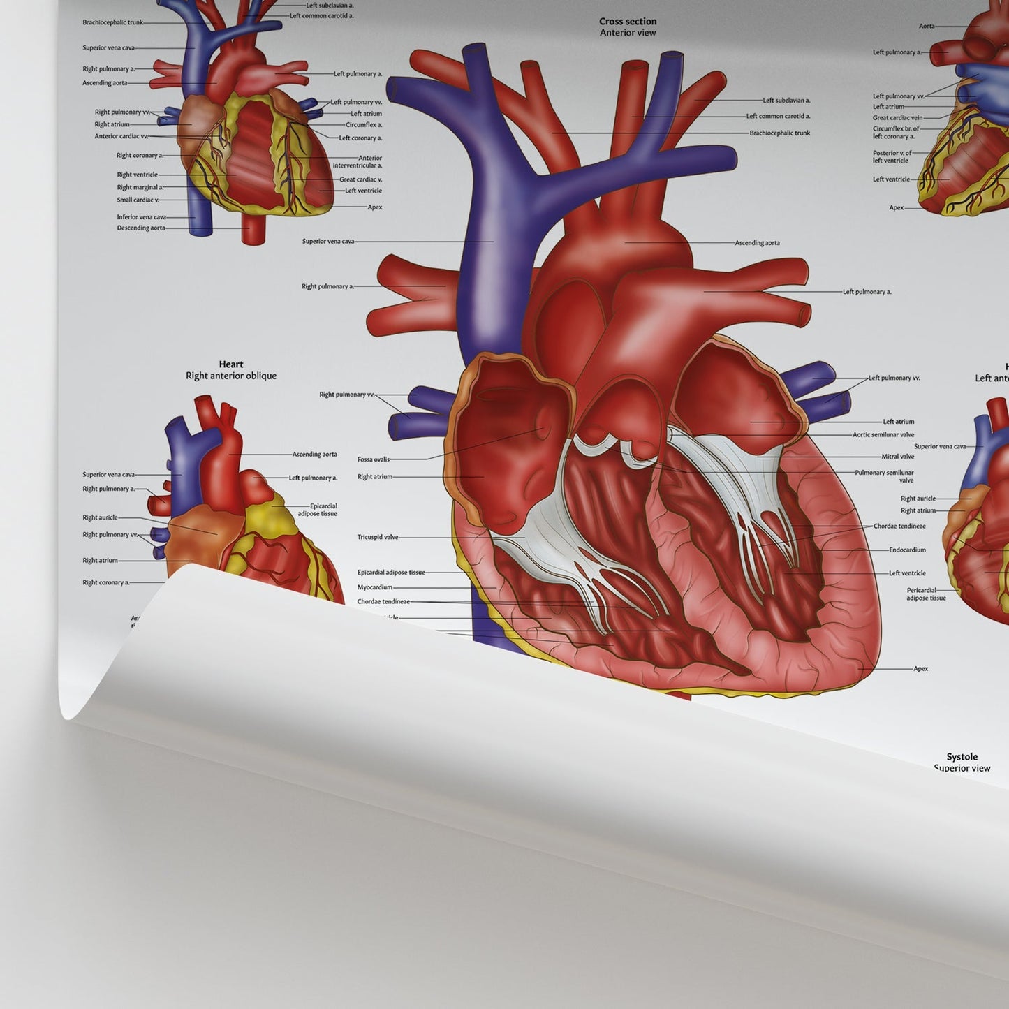 Heart Anatomy Chart / Poster - Part of Collection