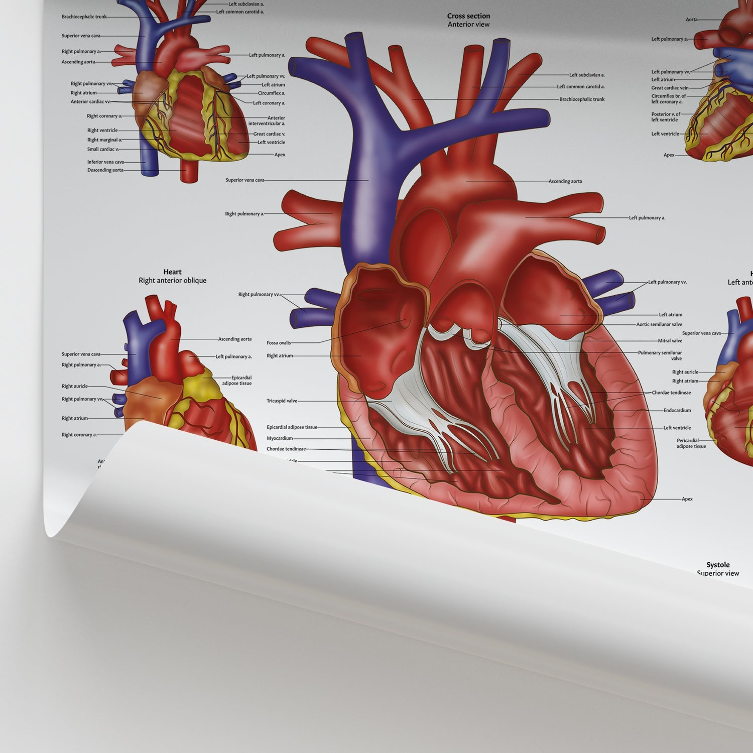 Anatomy Canvas Art Cardiovascular Disease Anatomical Chart - LWW Heart ...