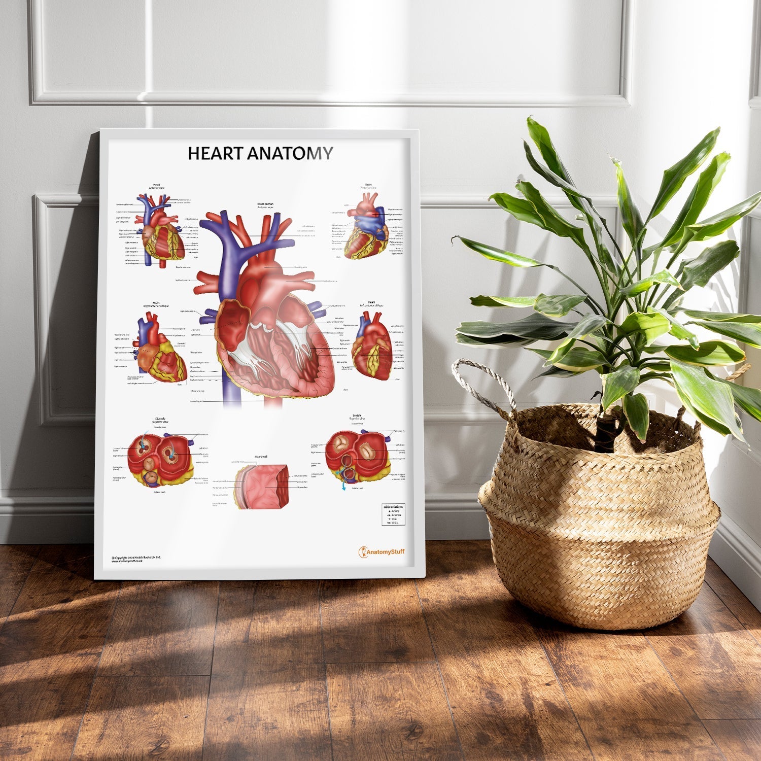 Heart Anatomy Chart / Poster - Part of Collection