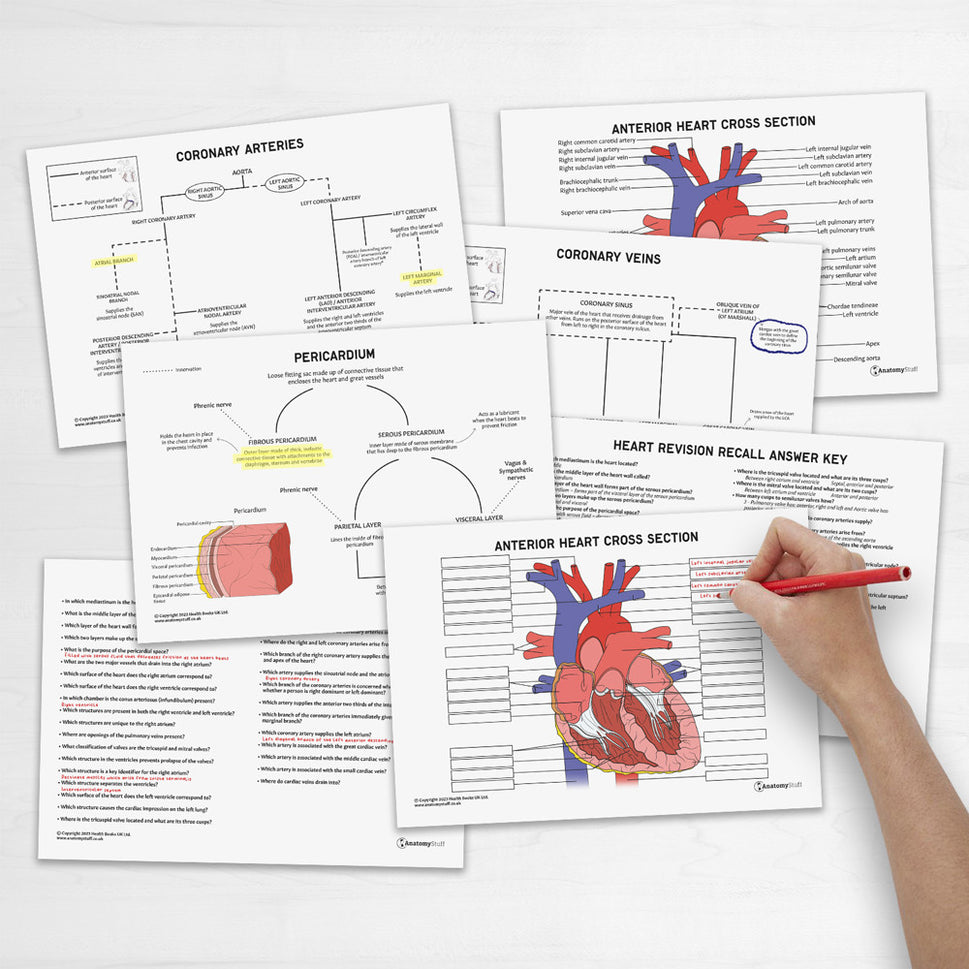 Heart Anatomy Revision Worksheets (Interactive & Printable PDFs)
