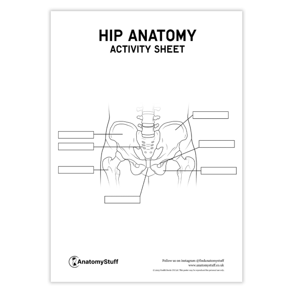 Hip Anatomy Activity Sheet PDF