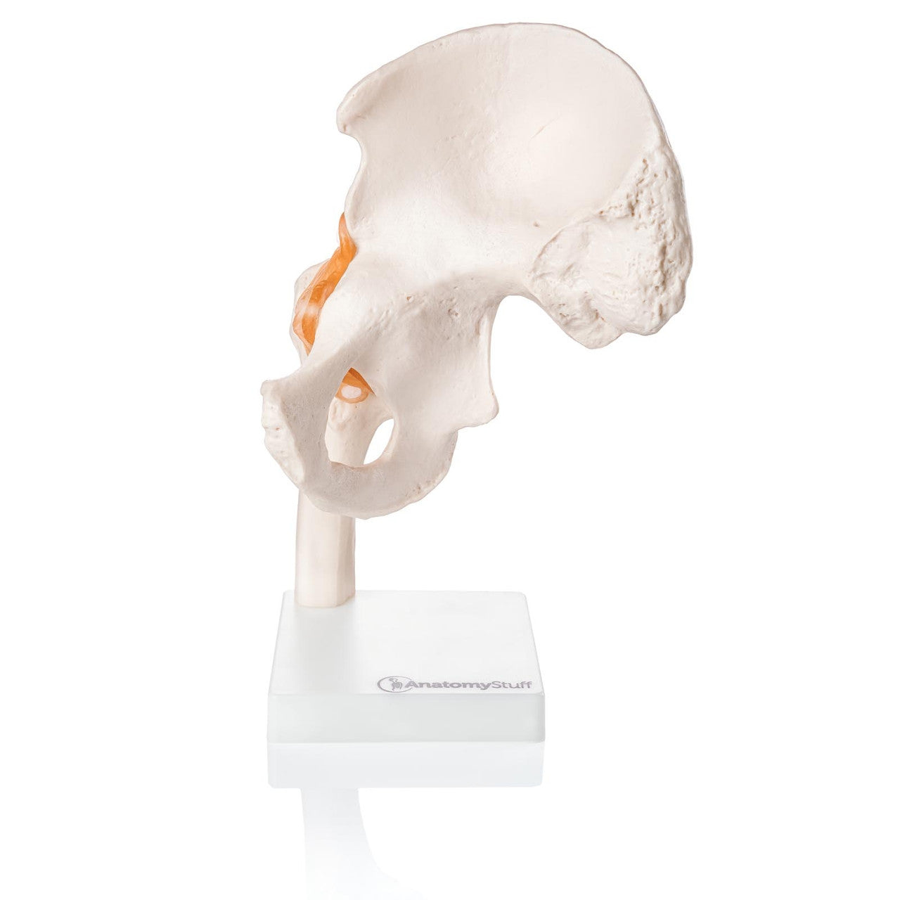 Budget Flexible Hip Model with Ligaments