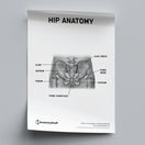 Switch Hip Anatomy Poster PDF 2 image