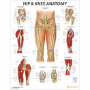 Switch Hip &amp; Knee Anatomy Chart HPK100 2 image