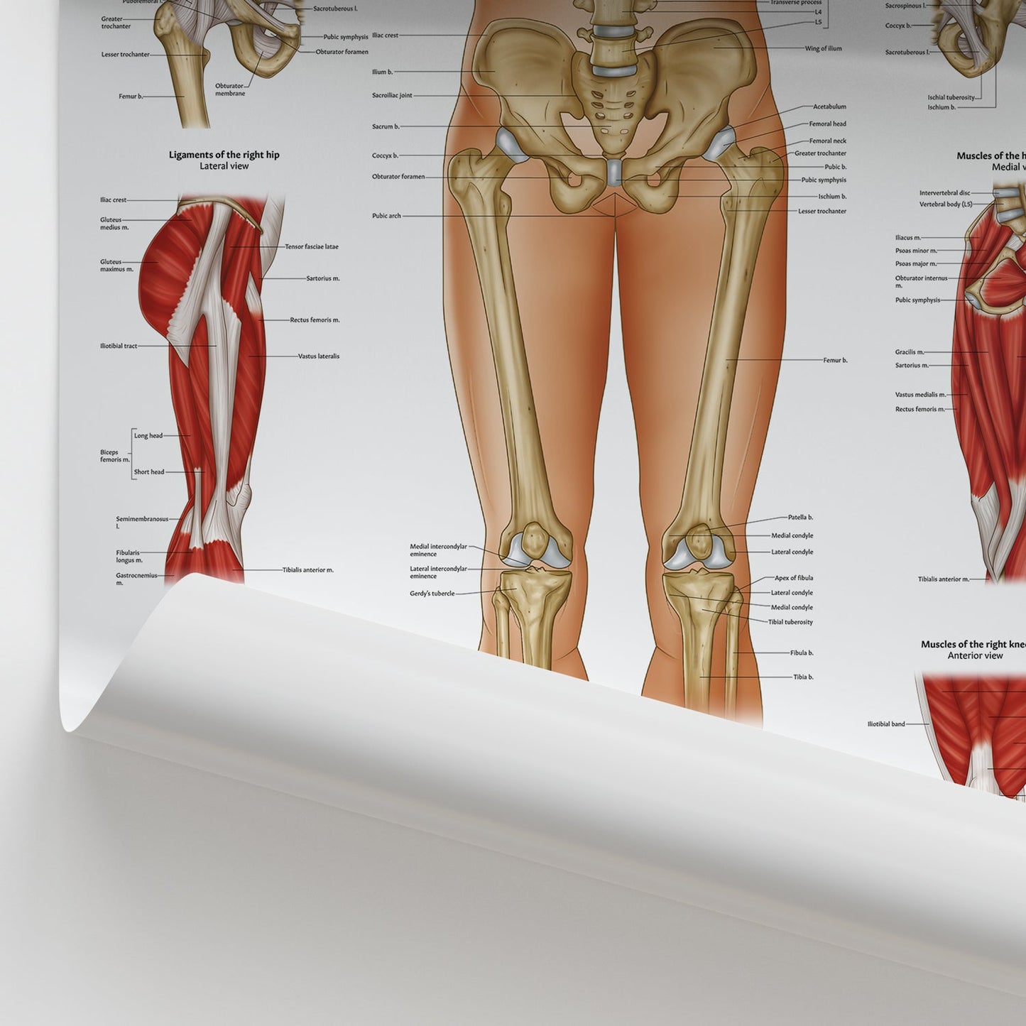 Hip & Knee Anatomy Chart / Poster - Part of Collection