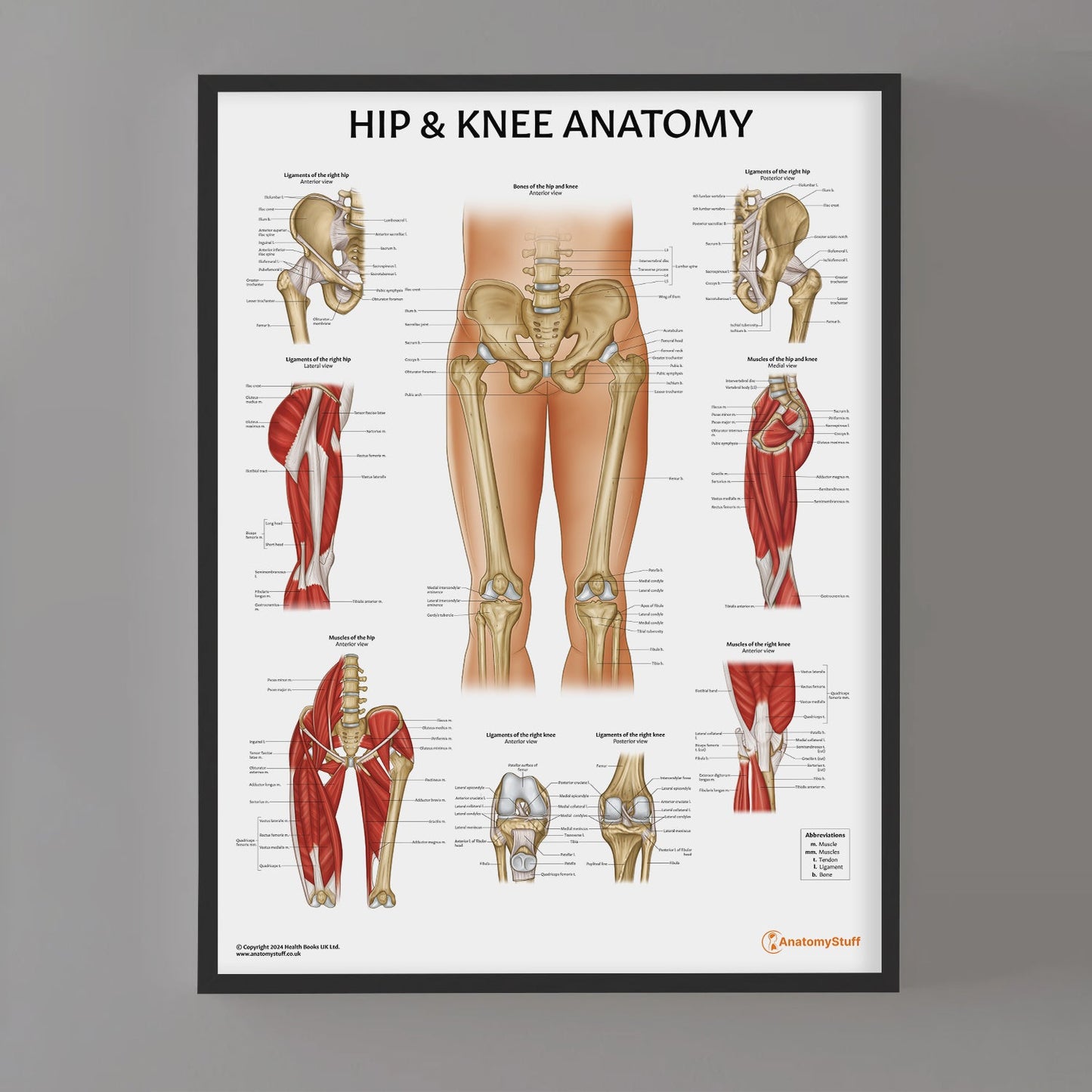 Hip & Knee Anatomy Chart / Poster - Part of Collection