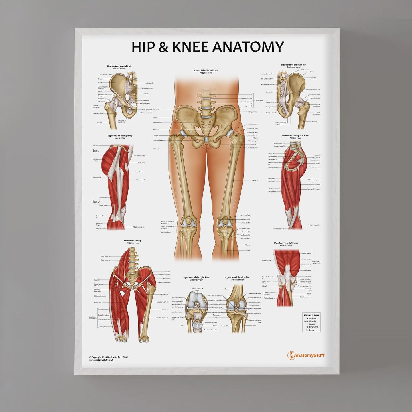 Hip & Knee Anatomy Chart / Poster - Part of Collection