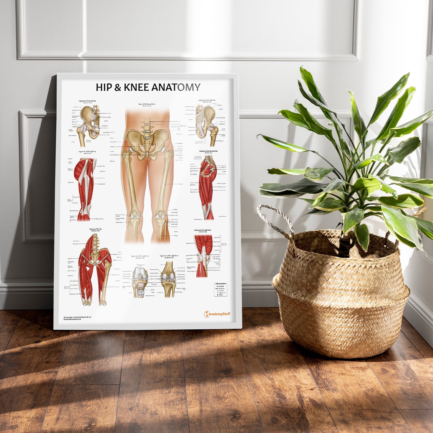 Hip & Knee Anatomy Chart / Poster - Part of Collection