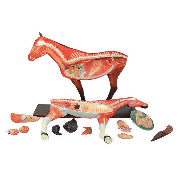 Horse Model (12 part)