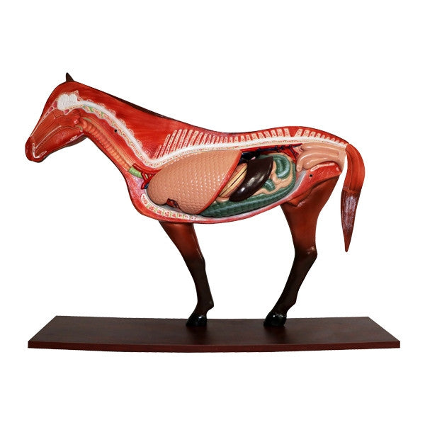 Horse Model (12 part)
