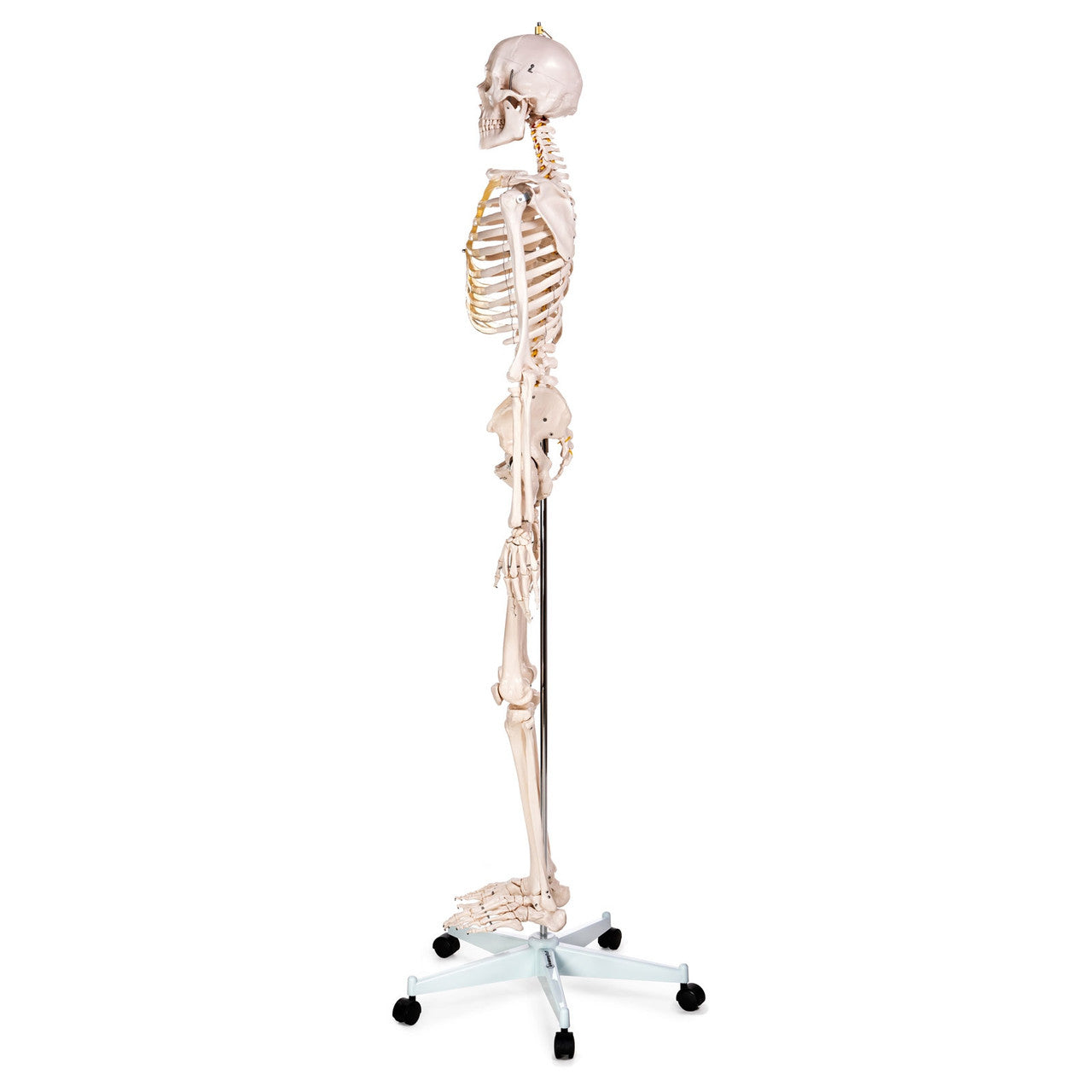 Budget Life-Size Skeleton Model with Female Pelvis